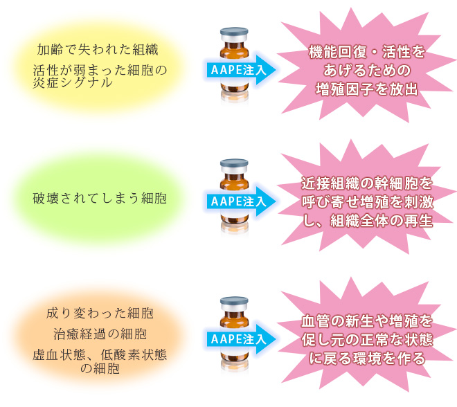 加齢で失われた組織活性が弱まった細胞の炎症シグナル　AAPE注入　機能回復・活性を上げるための増殖因子を放出　破壊されてします細胞　AAPE注入　近接組織の幹細胞を呼び寄せ増殖を刺激し、組織全体の再生　成り変わった細胞治療経過の細胞虚血状態、低酸素状態の細胞　AAPE注入　血管の新生や増殖を促し元の正常な状態に戻る完了を作る