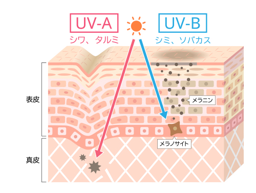 UV-A波・UV-B波をカット