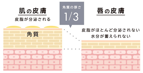 唇は肌と比較して角層が1/3程度