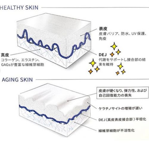 ファーミングセラム】エイジングケア | ゼオスキンヘルス｜セイコ